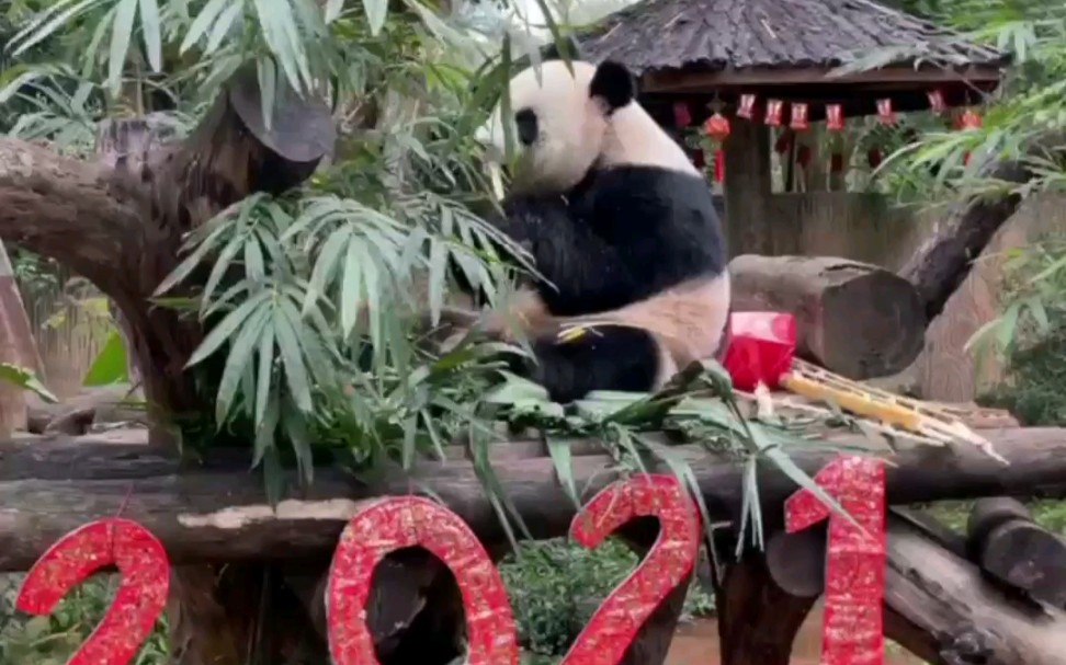 海南岛岛主给各位朋友拜年喽!祝大家牛年行大运,一路发发发!哔哩哔哩bilibili