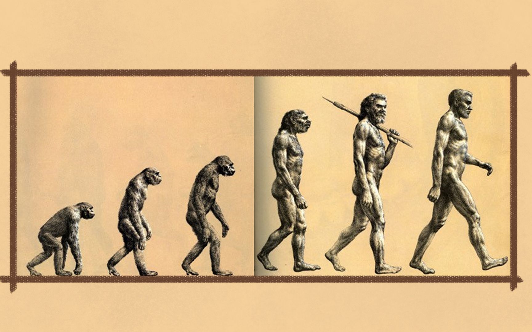 这张人类进化图其实是错的