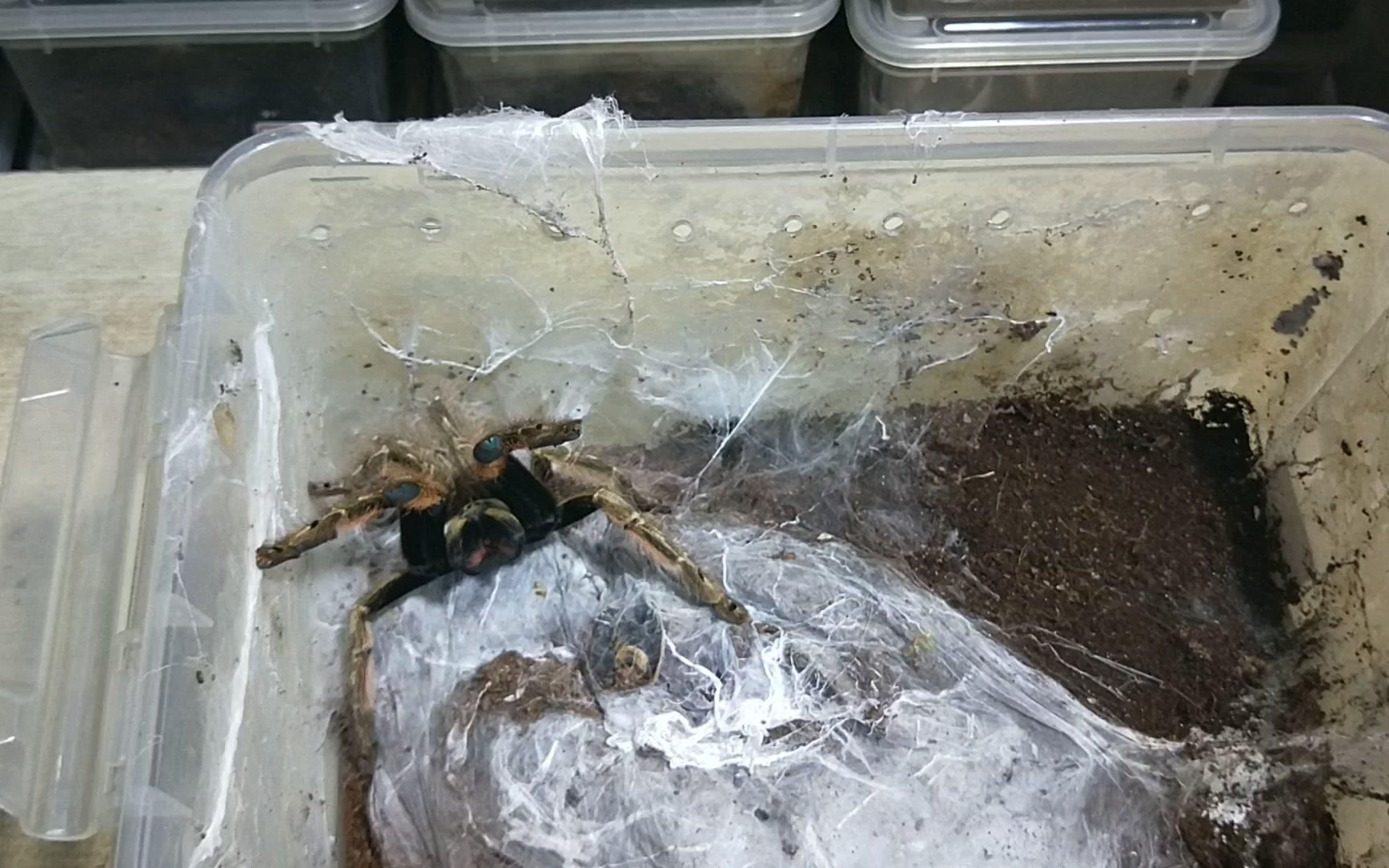 亲把咸猪手伸过来呀你大爷还是你大爷羽毛脚巴布饲养科普教程