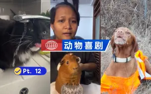 Скачать видео: 🐒动物喜剧 Pt.12【狗狗我呀，能听指令打嗝！】🐶