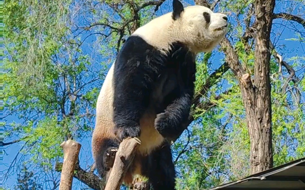 大熊猫萌兰劈叉