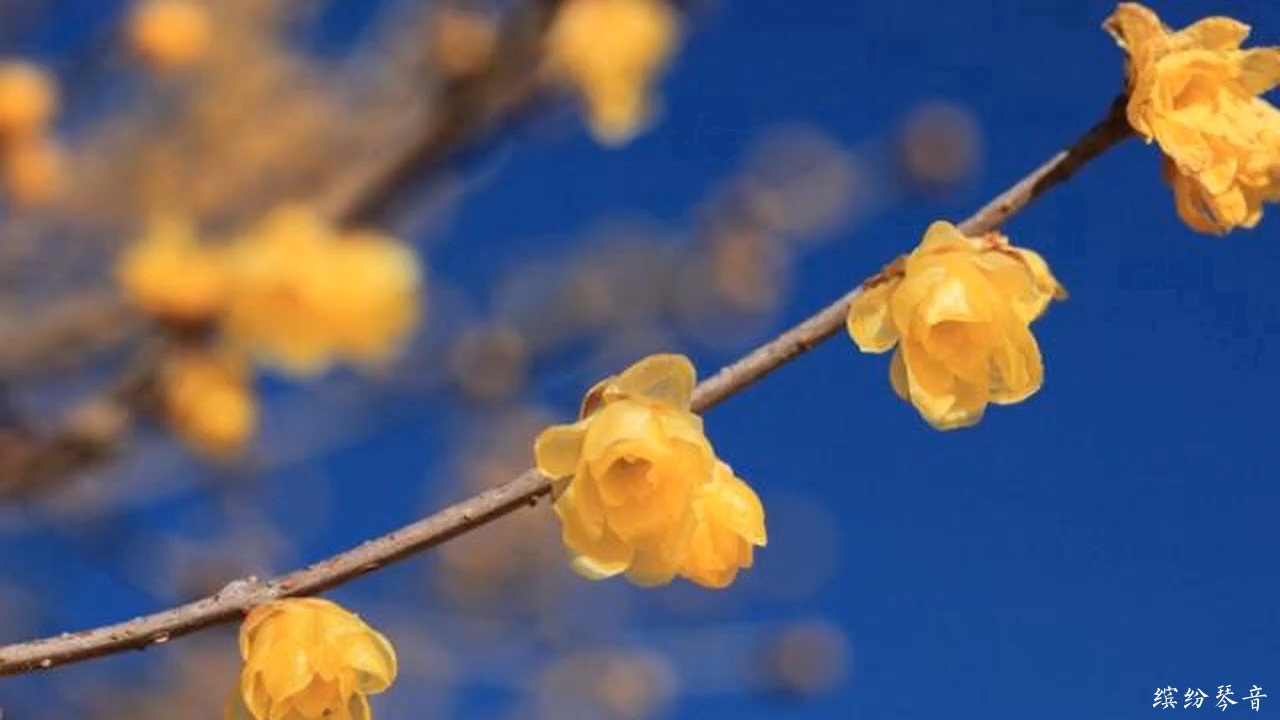 原创乐曲20 古筝小提琴大提琴琵琶 流畅欢快音乐 纯音乐 原创音乐哔哩哔哩bilibili