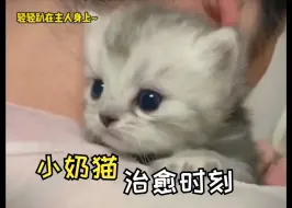 Tải video: “世界破破烂烂，奶猫缝缝补补！”