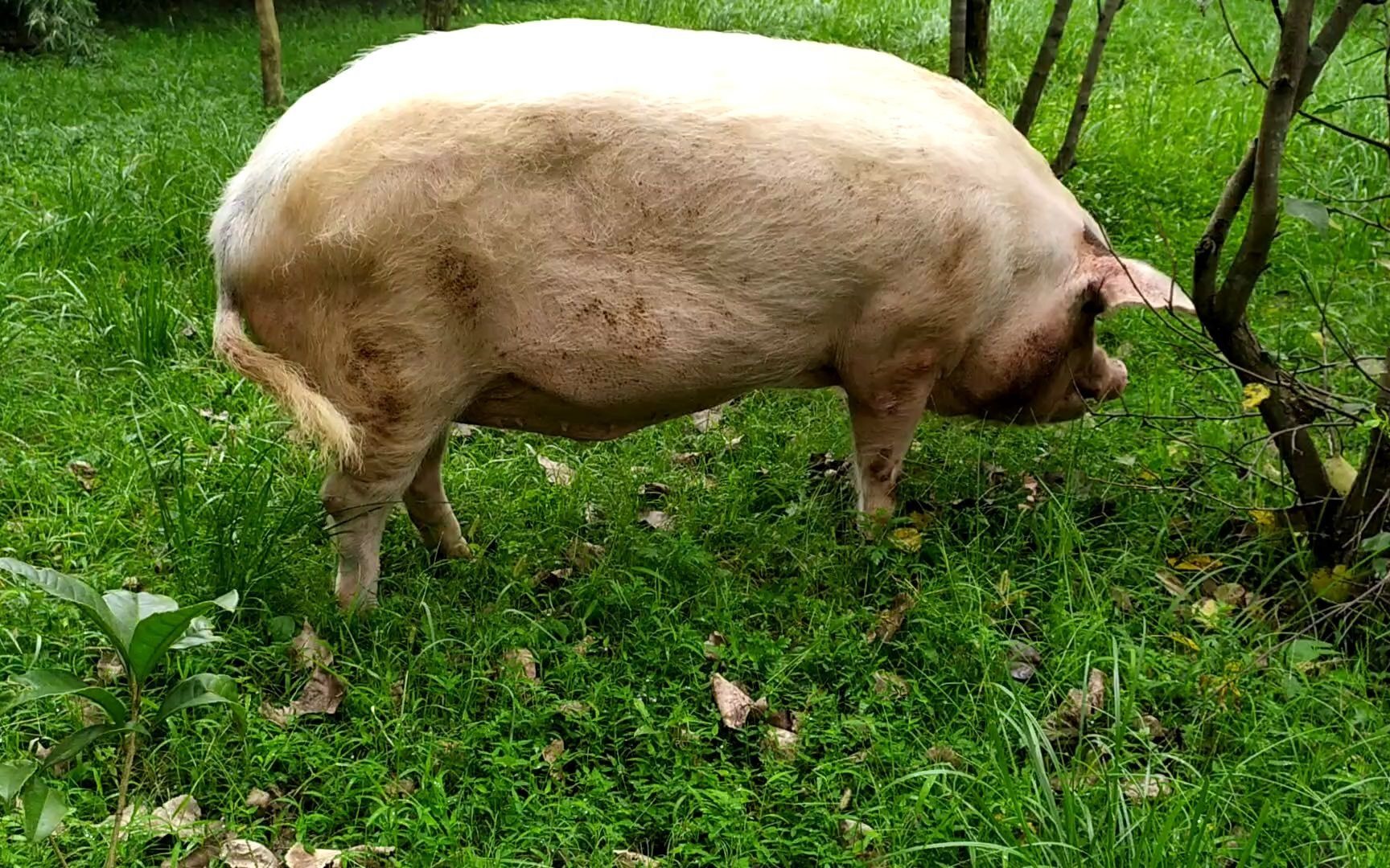 "猪坚强"吃草,已经是一头老年猪了