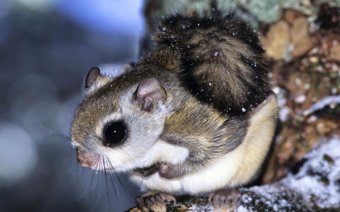 【鼠年说鼠】锦 毛 鼠