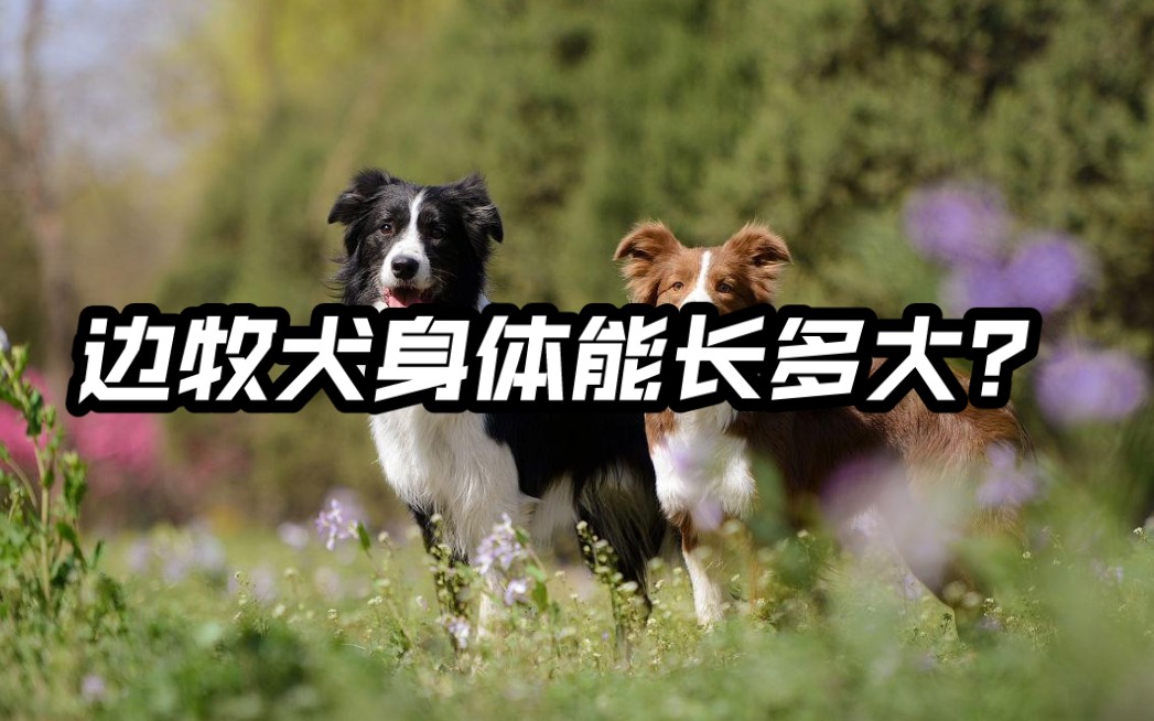 边境牧羊犬属于大型狗吗?到底能长多大?哔哩哔哩bilibili