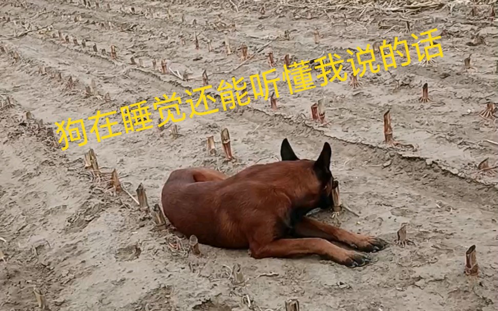 这只放牛狗在睡觉 咱也不敢大声喊 幸好这只狗听懂了