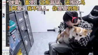 弹幕：畜圣！让狗背锅，还掏大鸟，柯基：我不是人，你是真的狗！