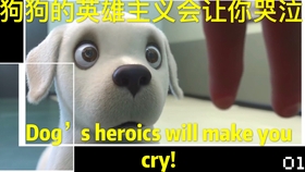 真实故事改编 一只拉布拉多导盲犬感人的一生 平凡而伟大 导盲犬小q 晓新说电影 哔哩哔哩