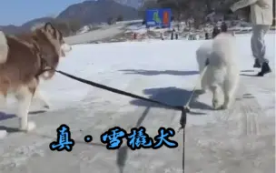 Télécharger la video: 血脉觉醒的雪橇犬之谁在摸鱼 谁在拼命 ？我就不指出来了……