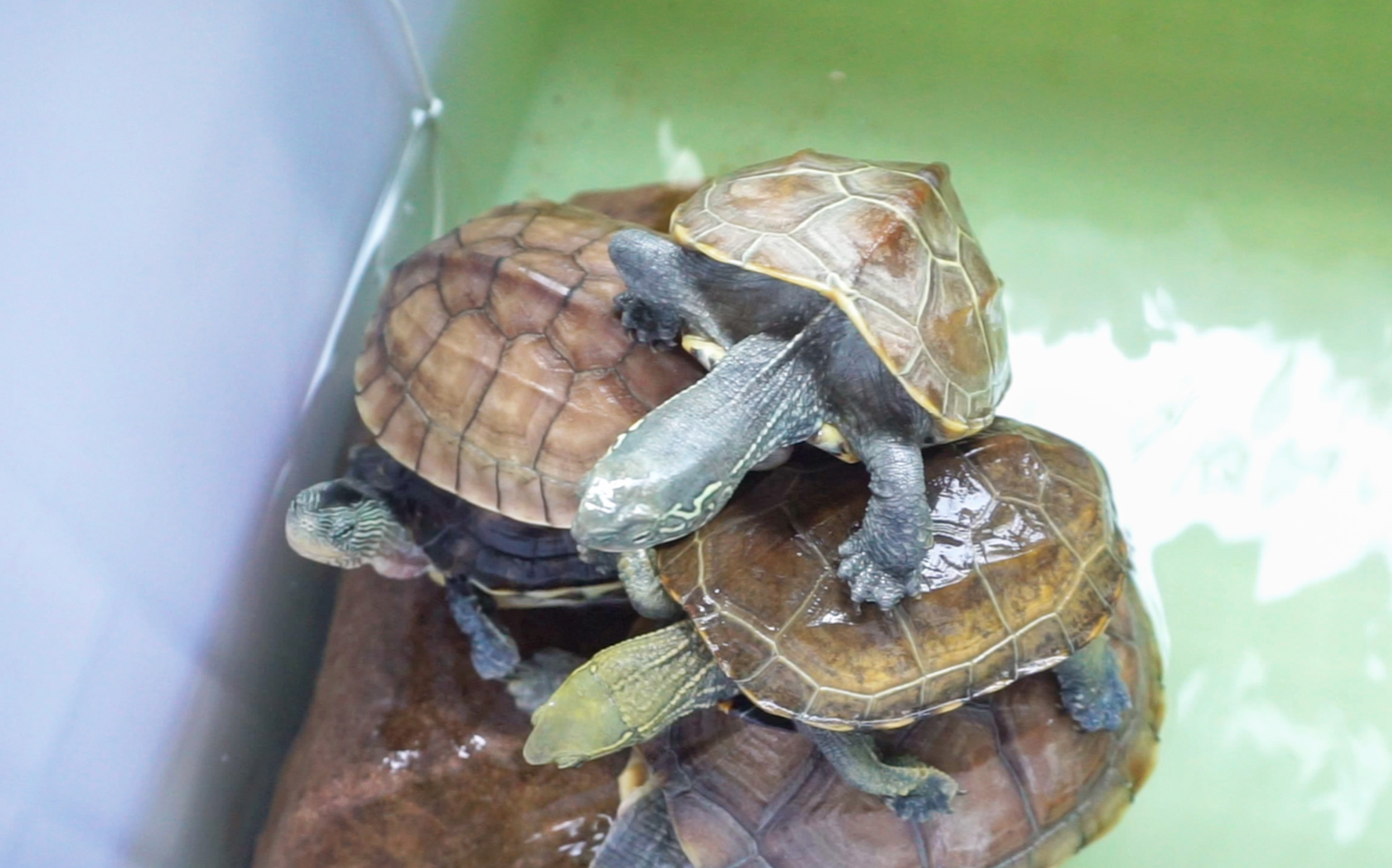 奋力叠罗汉的乌龟们