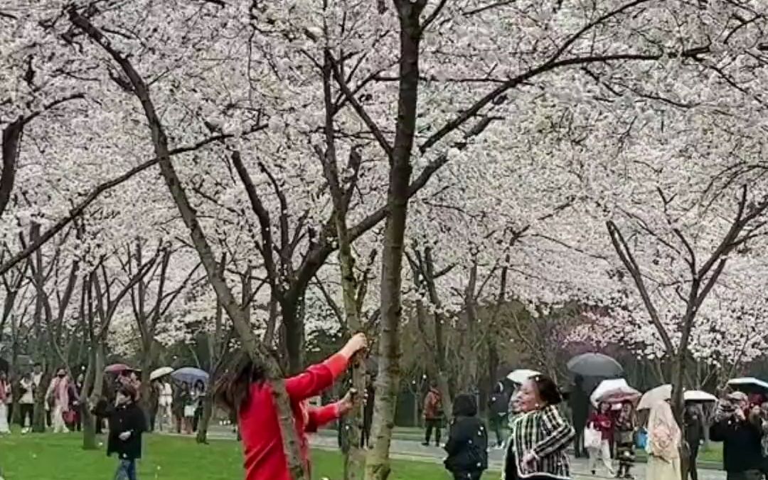 女子疯狂摇晃樱花树制造落樱拍照,花很美,但行为非常不文明哔哩哔哩bilibili