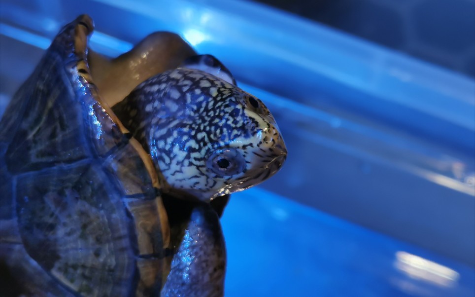 佛泥蛋龟_哔哩哔哩_bilibili