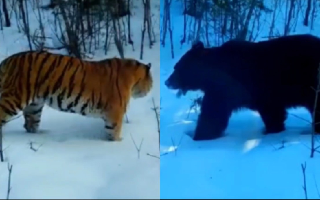 雌性,雄性东北虎和雄性乌苏里棕熊 同一地点先后走过