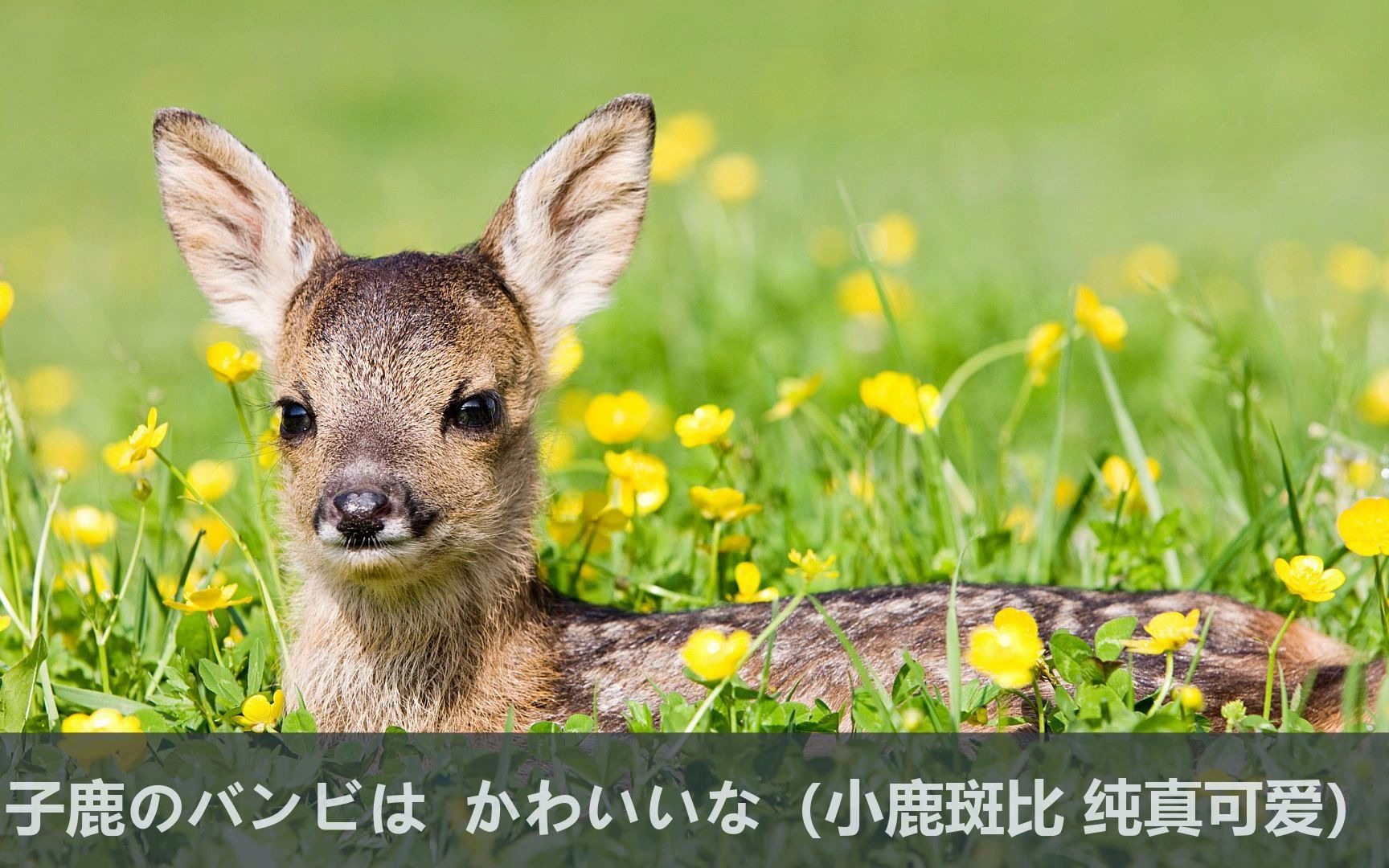 【日本童谣】《小鹿斑比/子鹿のバンビ》_哔哩哔哩_bilibili