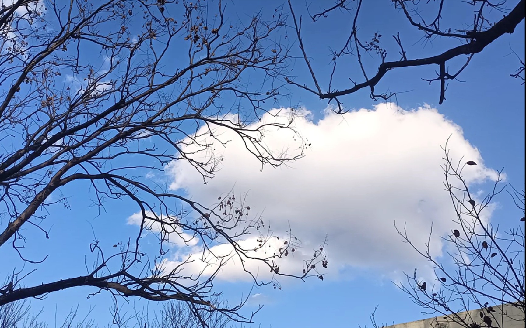 〈向2024年say hi〉 分享可爱的云朵,祝大家新年收获好运