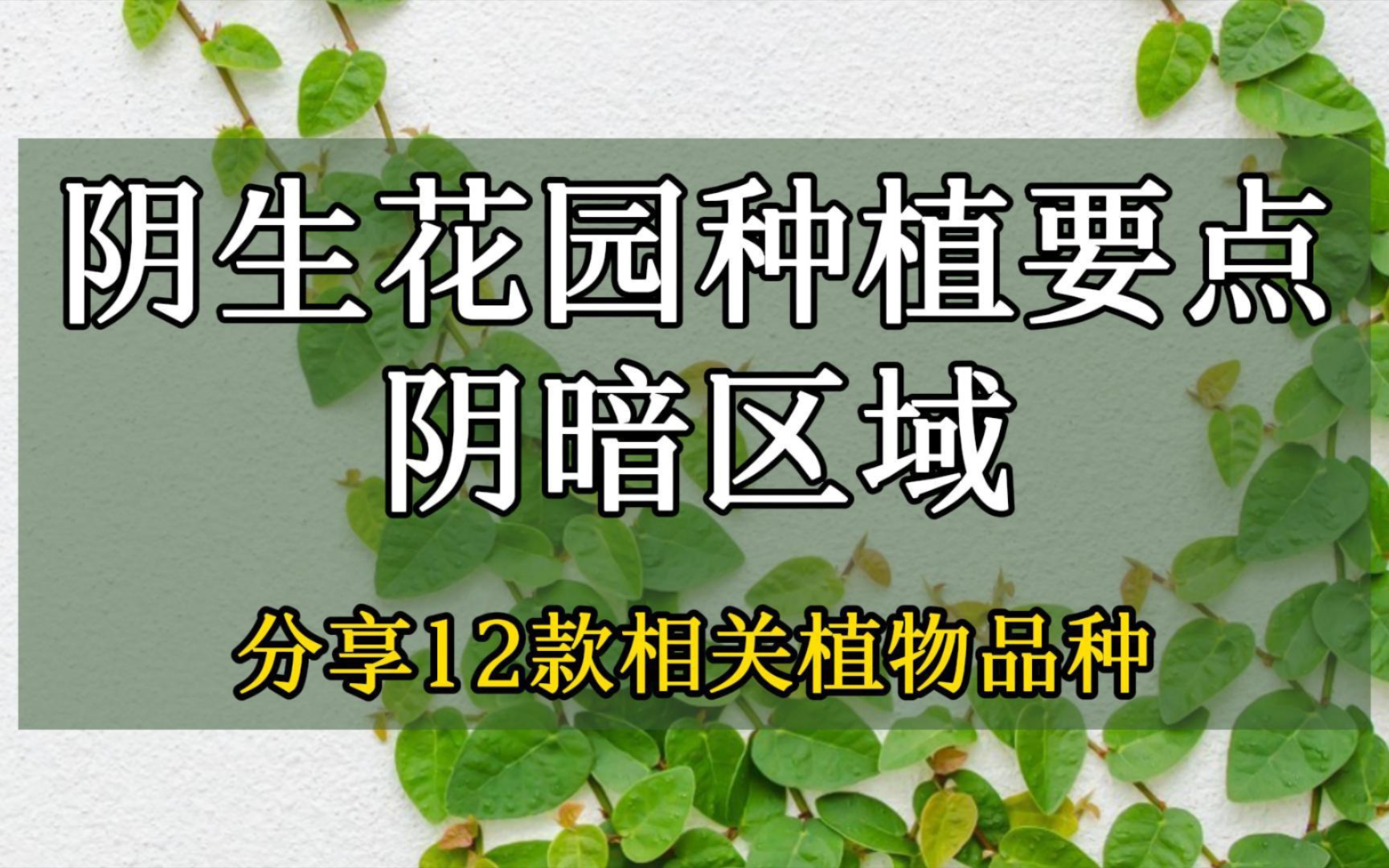 揭秘阴生花园:掌握阴暗区域的种植要点哔哩哔哩bilibili