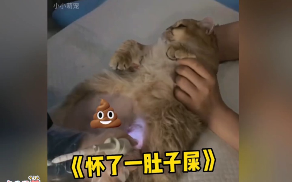 ＂盘点全网最没用猫德的猫咪＂哔哩哔哩bilibili