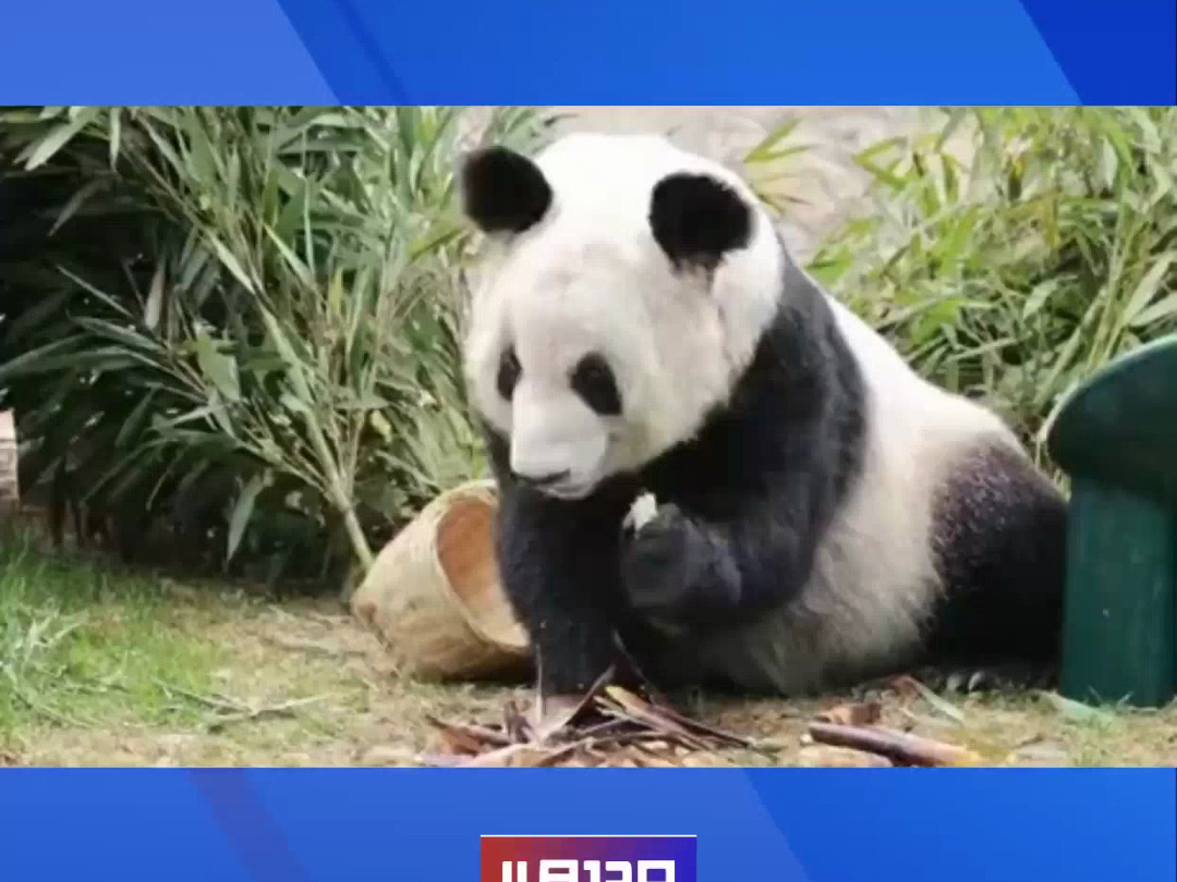 大熊猫丫丫的春笋是xxxxl号