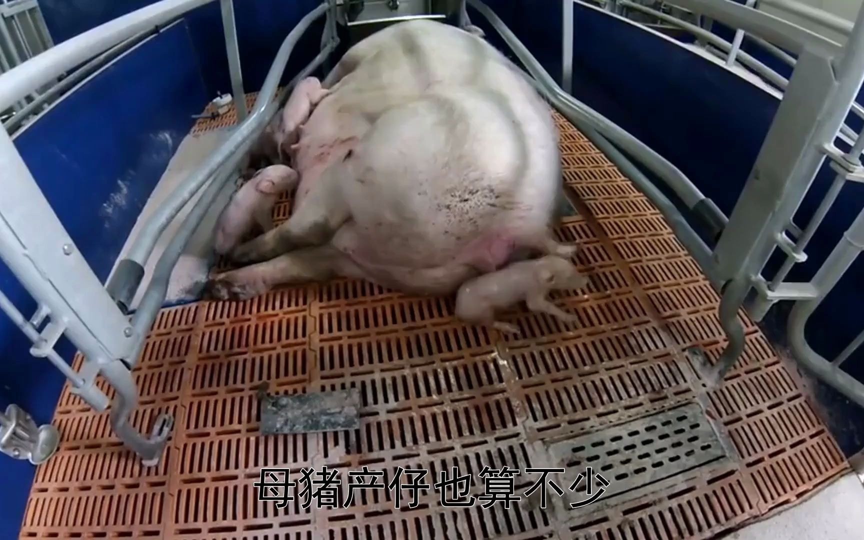 母猪产后没奶怎么办,母猪产后无奶水!