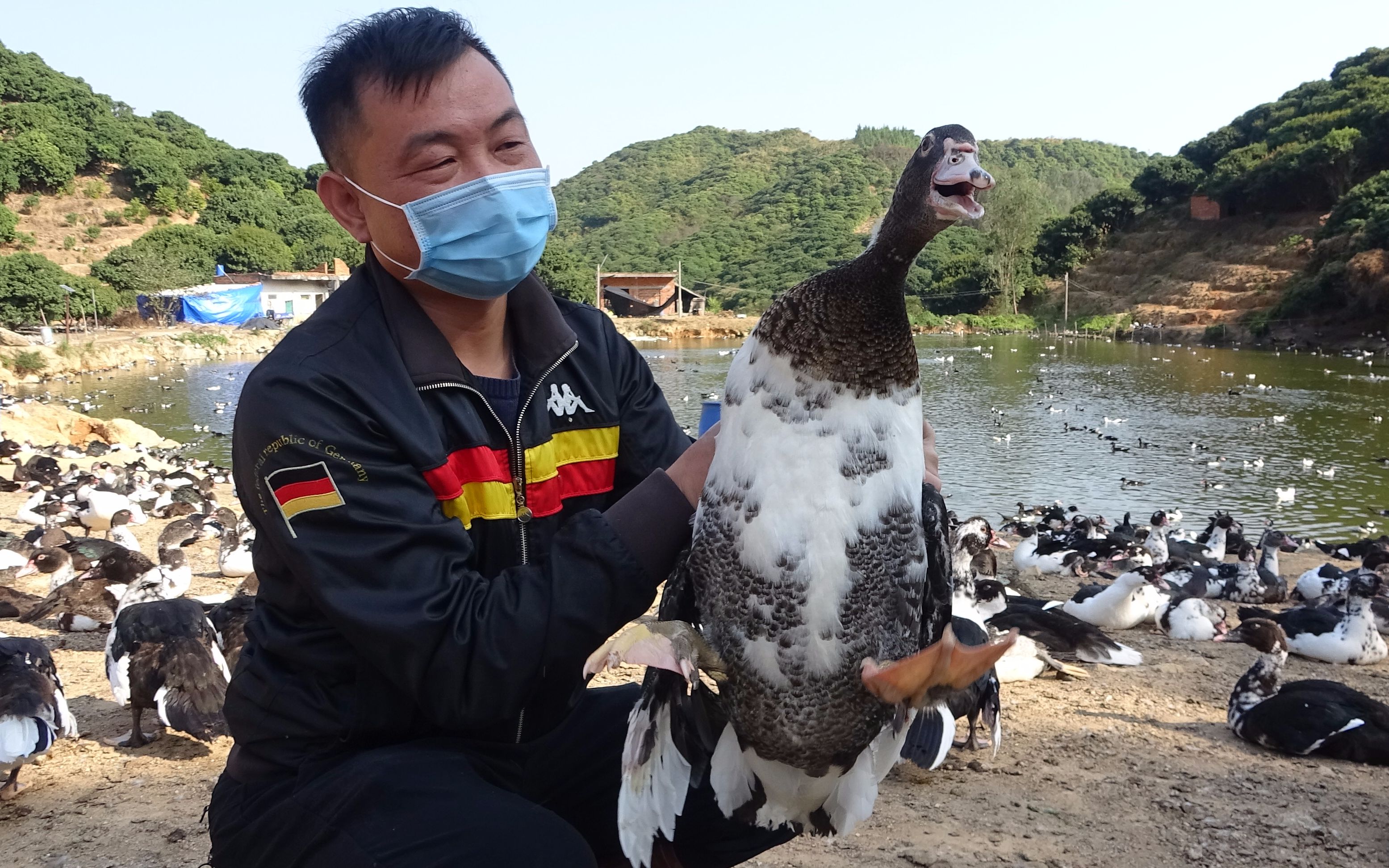 老林养殖场还有6000只鸭子,现在的行情只能散卖才有出路了