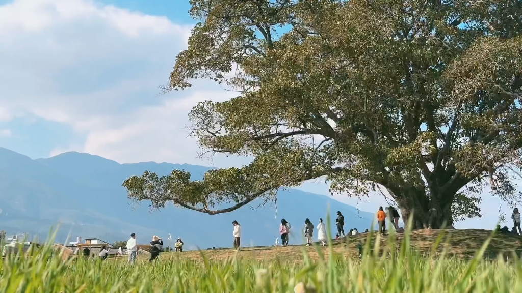 还记得昔日的村口大树