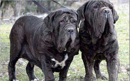 震惊两只猛犬撕咬小猫咪现场人员冷漠观看画面不忍直视