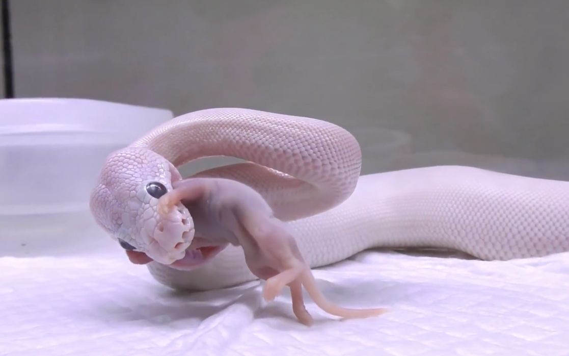 纯白变异球蟒捕食乳鼠,这应该是养爬人梦寐以求的神物吧!