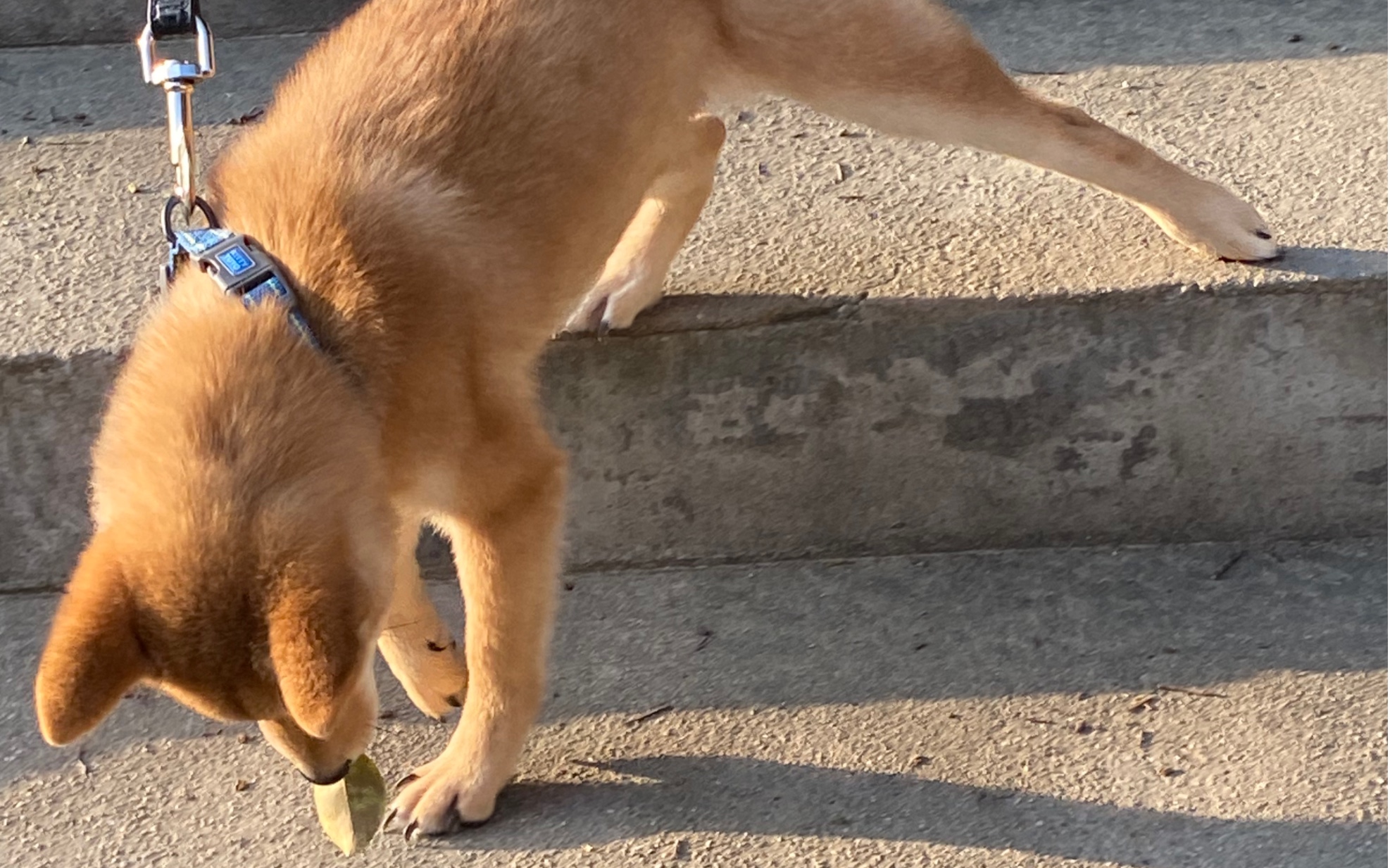 【柴犬】深夜遛狗 好爱乱吃东西啊