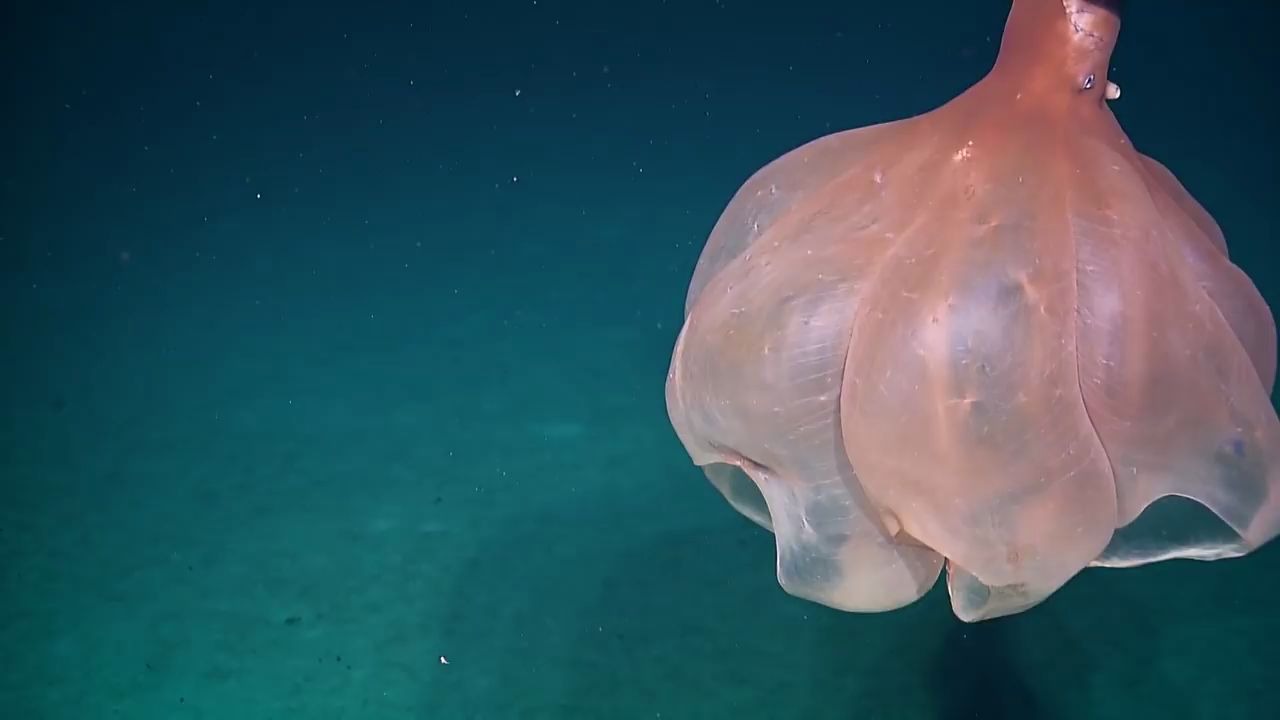 [图]海底世界的探索，各种从未见过的海底生物，美妙绝伦 (1)