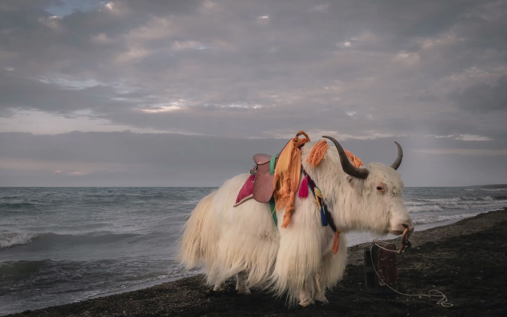 青海湖的白牦牛