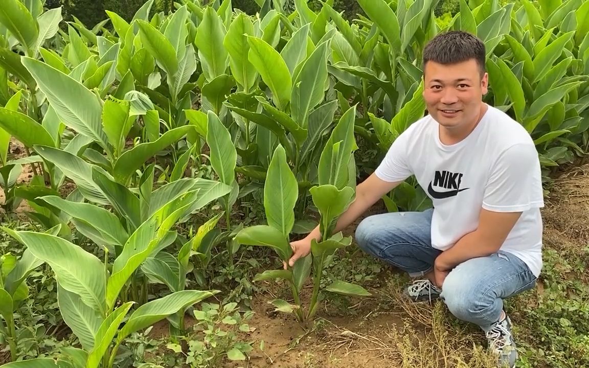 [图]美人蕉 大叶观花草本植物 红色黄色粉色花朵 夏季开花优质园艺园林苗木