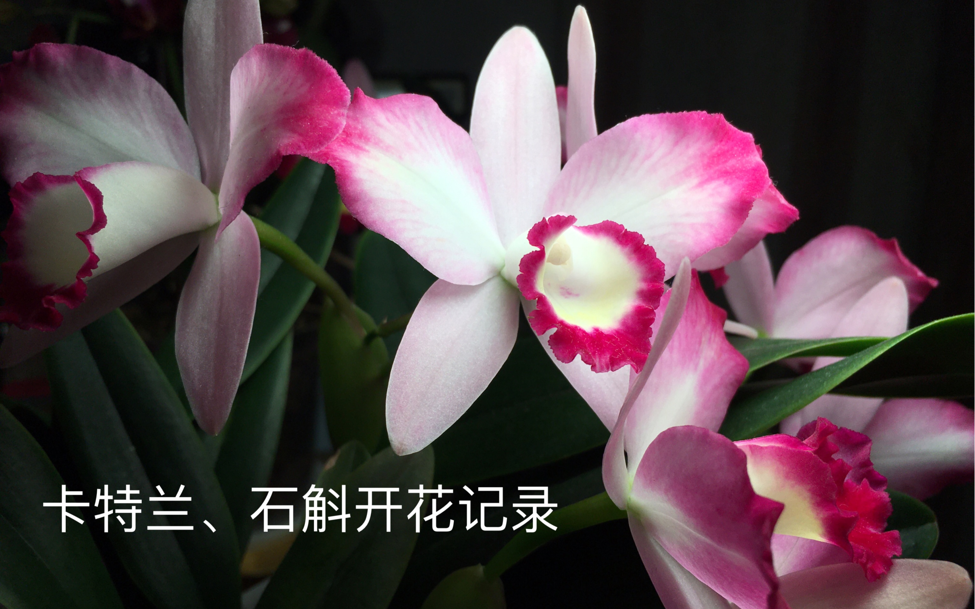 3月末卡特兰石斛开花记录