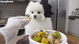 爱偷吃的小体纯白色博美幼犬茶杯体俊介犬可以长到多大小博美宠物狗吃什么好幸福的vcc 哔哩哔哩 Bilibili