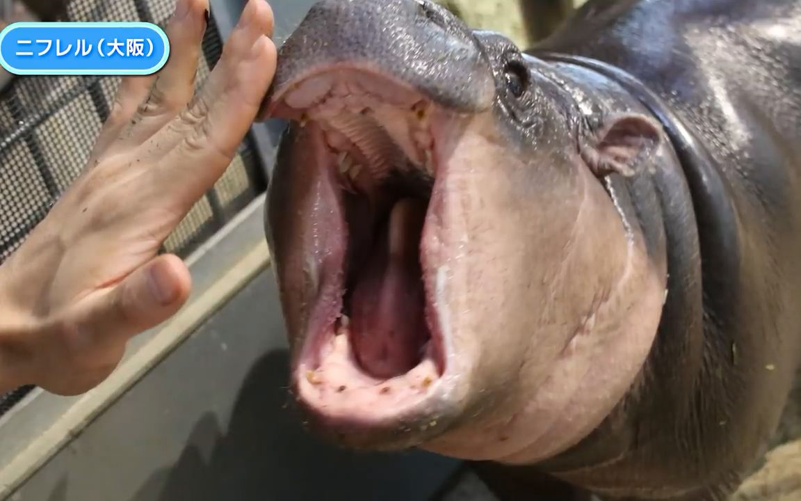 一口咬断鳄鱼 怕不怕