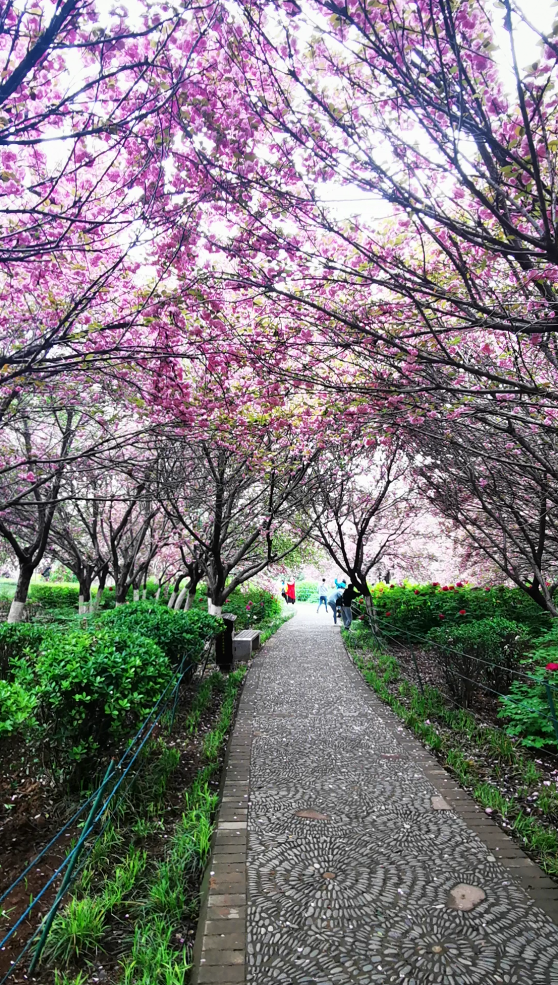 洛阳隋唐植物园的樱花下