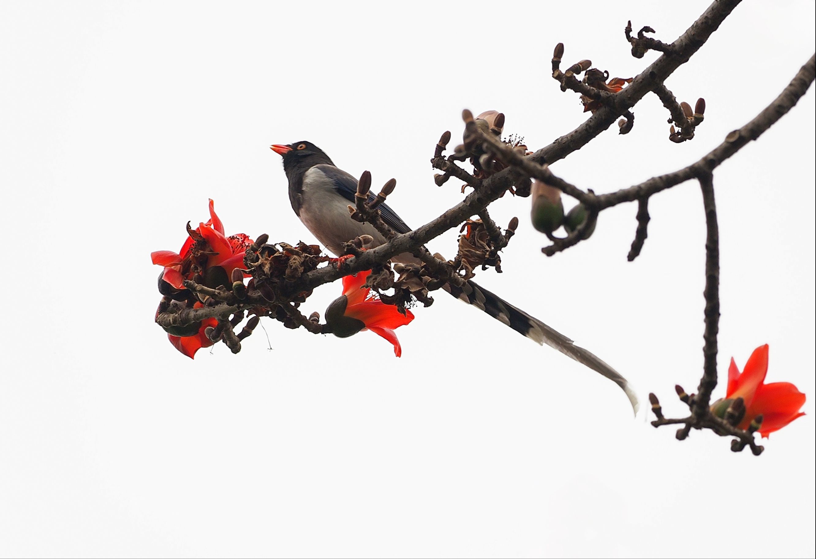 木棉树上吃花蜜的红嘴蓝鹊