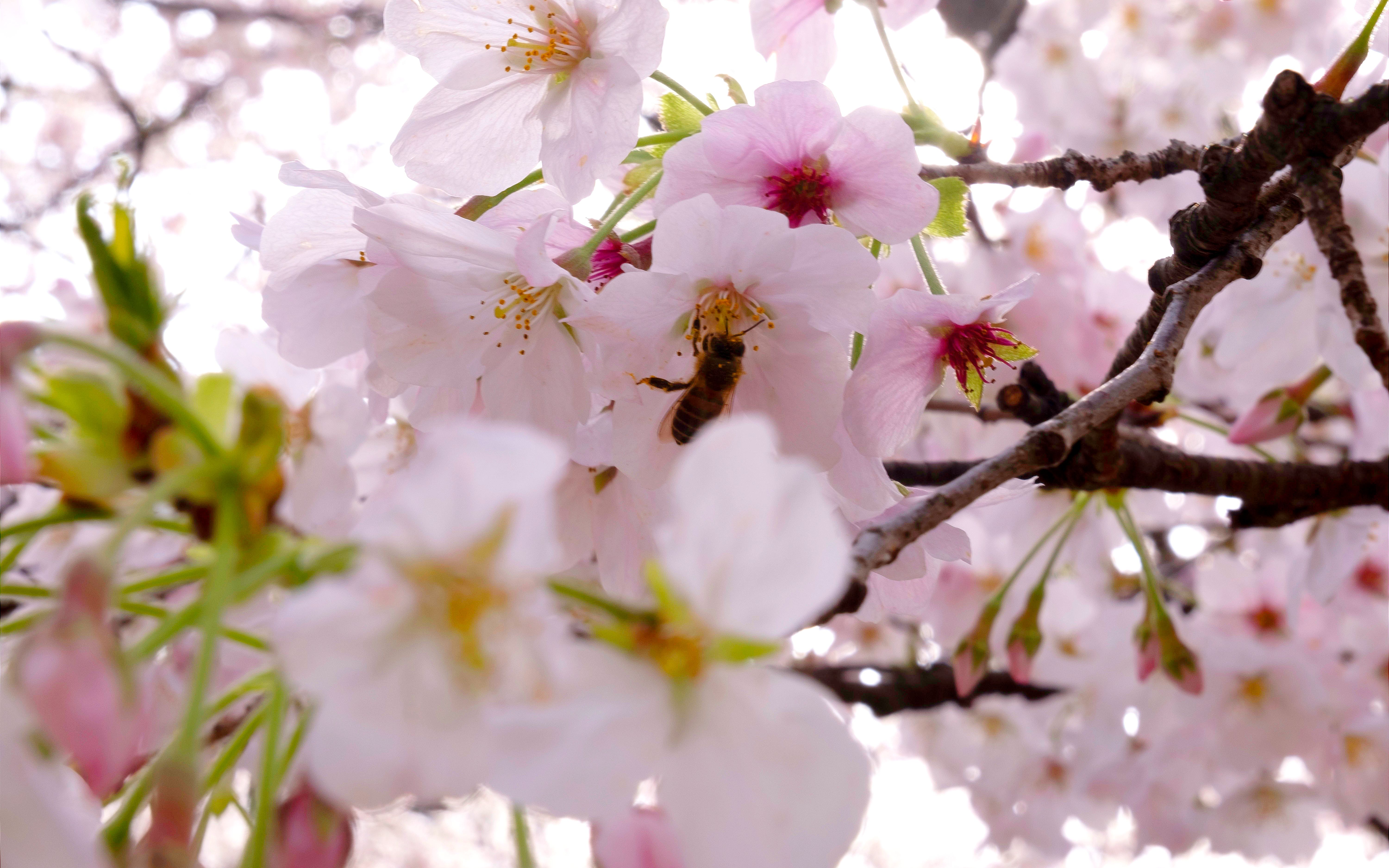 【樱花】【春天】春日花烂漫