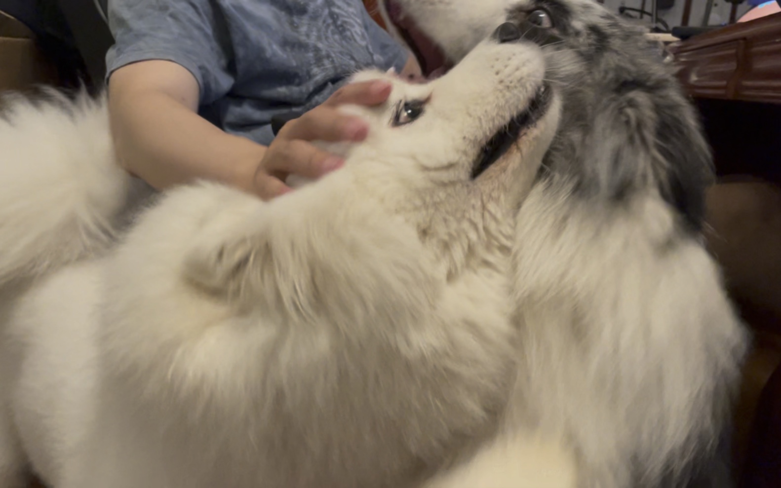 【萨摩耶&陨石边牧】两个狗头必须同时满足