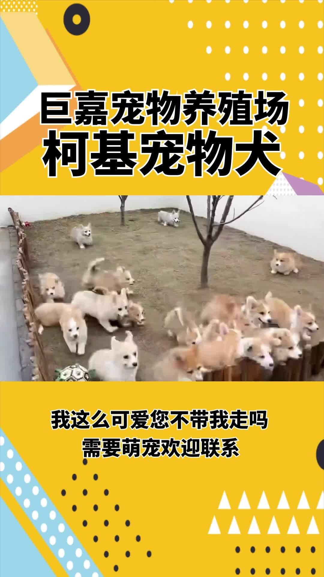 柯基幼犬,柯基幼犬价格,柯基,柯基犬哔哩哔哩bilibili