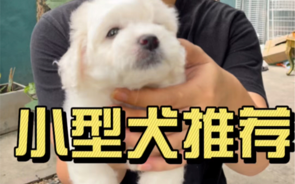 小型犬推荐哔哩哔哩bilibili