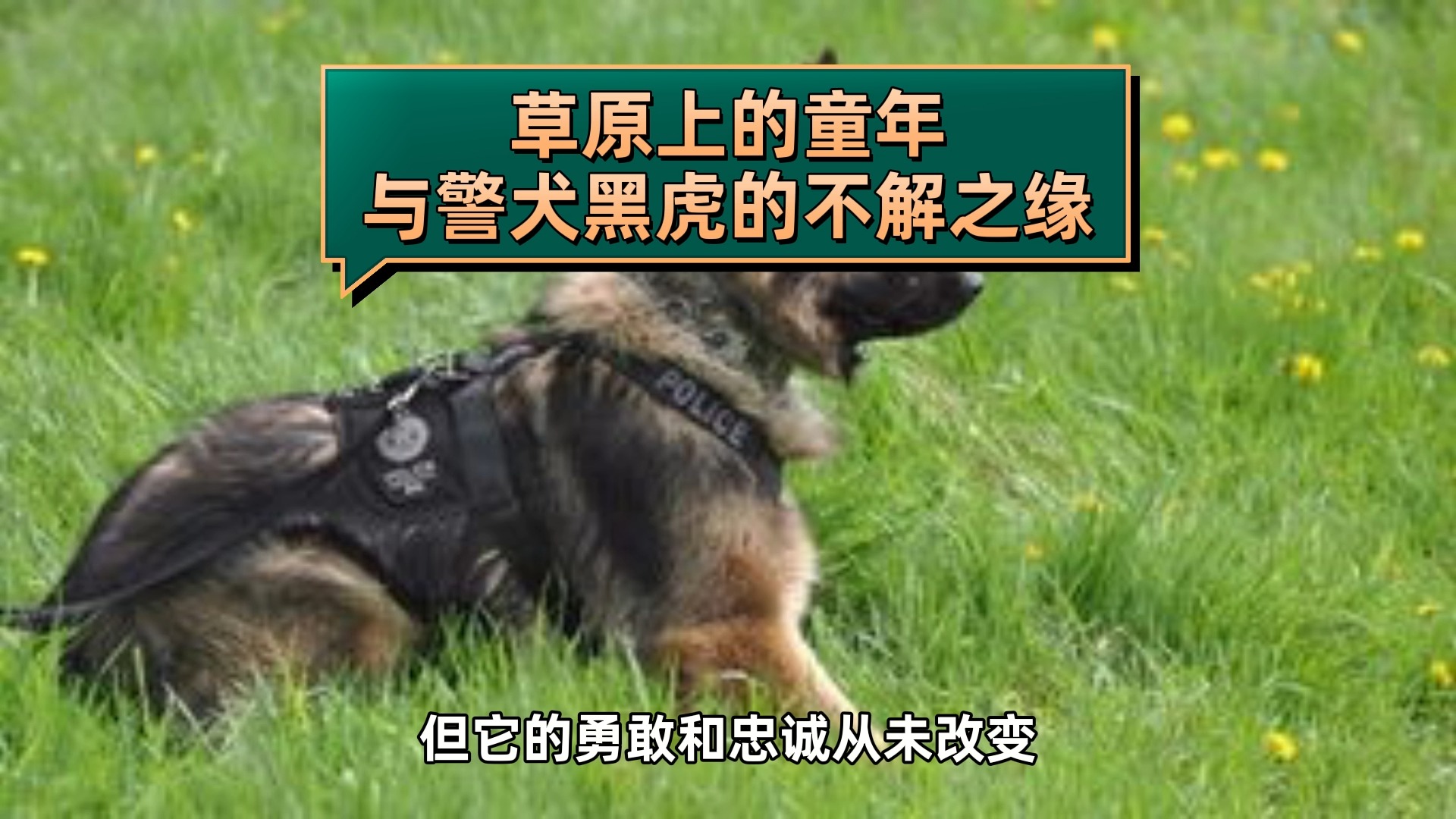 警犬电影黑虎图片