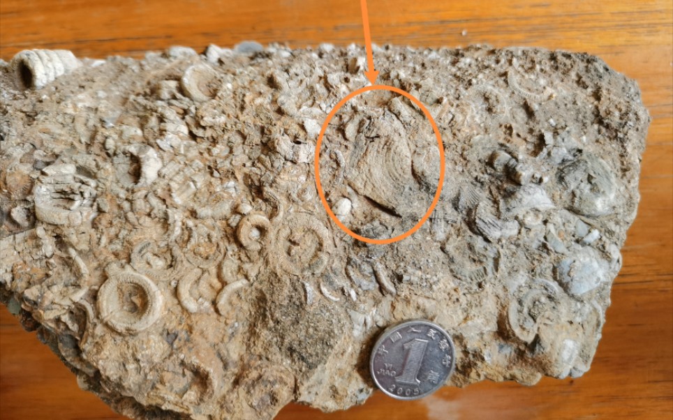 石炭纪瓣齿鲨牙齿化石?及参考数据