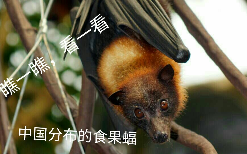 蝙蝠科普之中国分布的食果蝠fufu