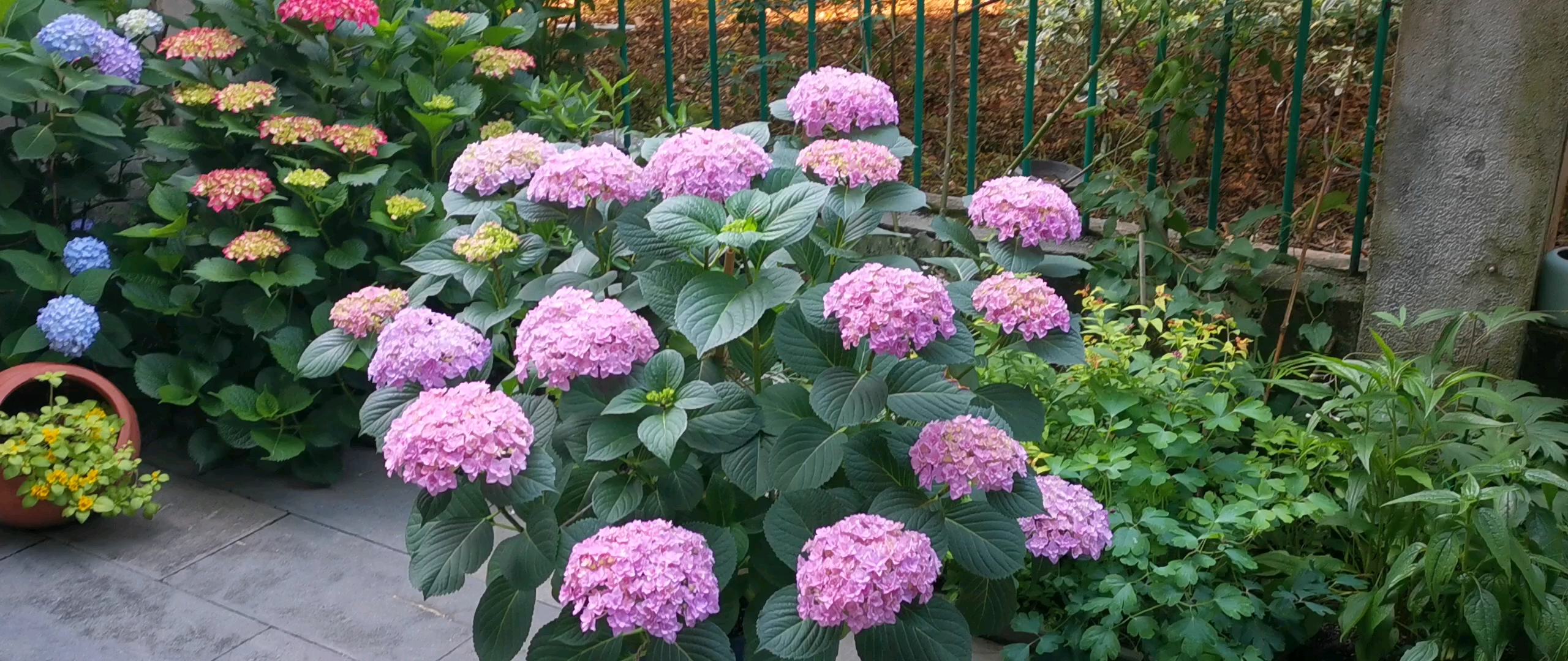 绣球太阳神殿盛开的时候