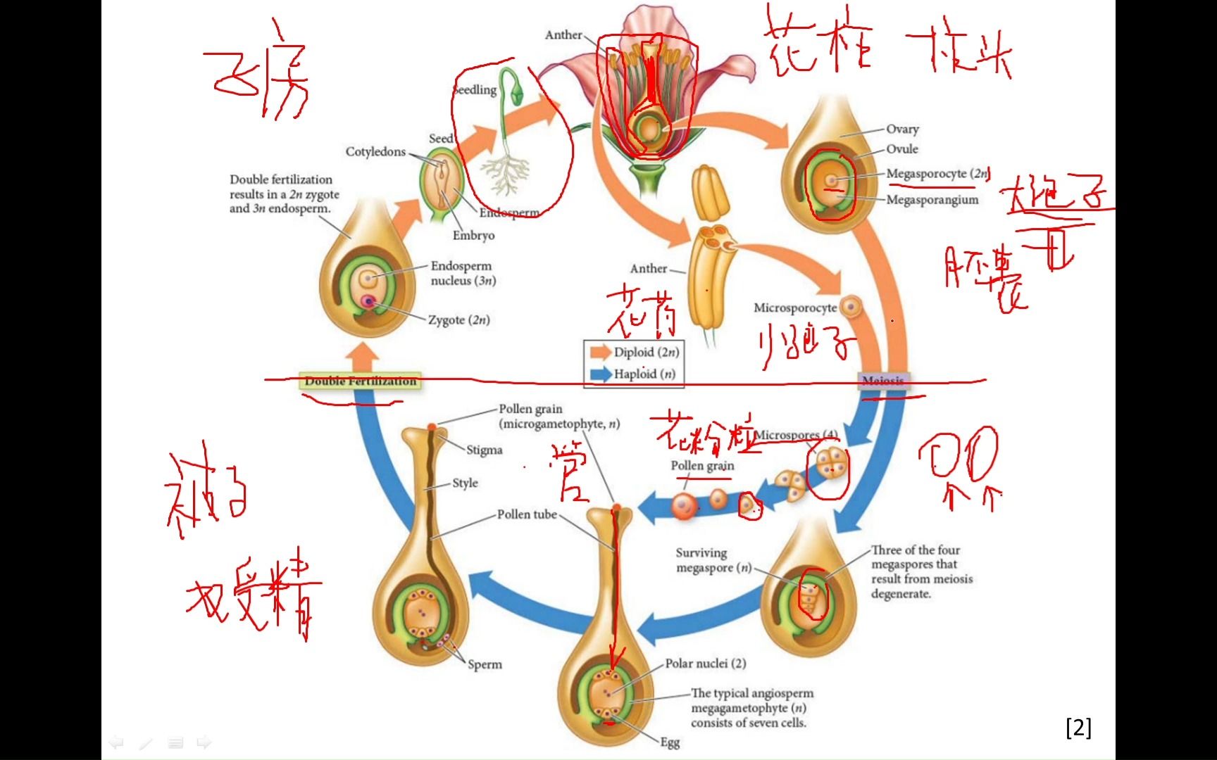 【细胞生物学讨论】17.7 减数分裂与受精作用植物的减数分裂和受精作用以被子植物为例哔哩哔哩bilibili