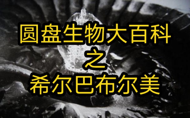 圆盘生物大百科:希尔巴布尔美