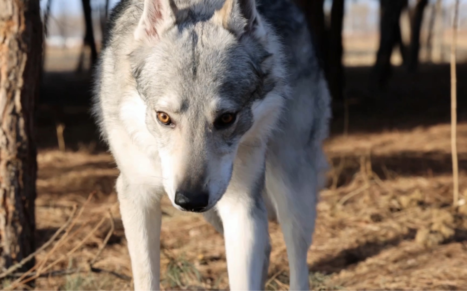 成都捷克狼犬图片