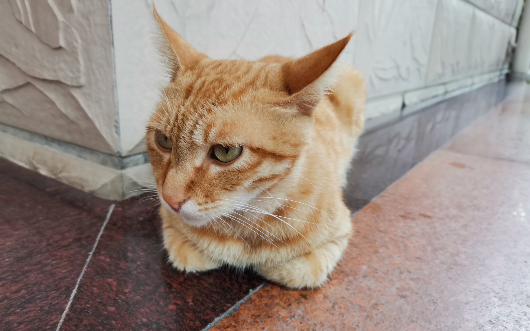 点进来看橘猫发呆呆揣手手