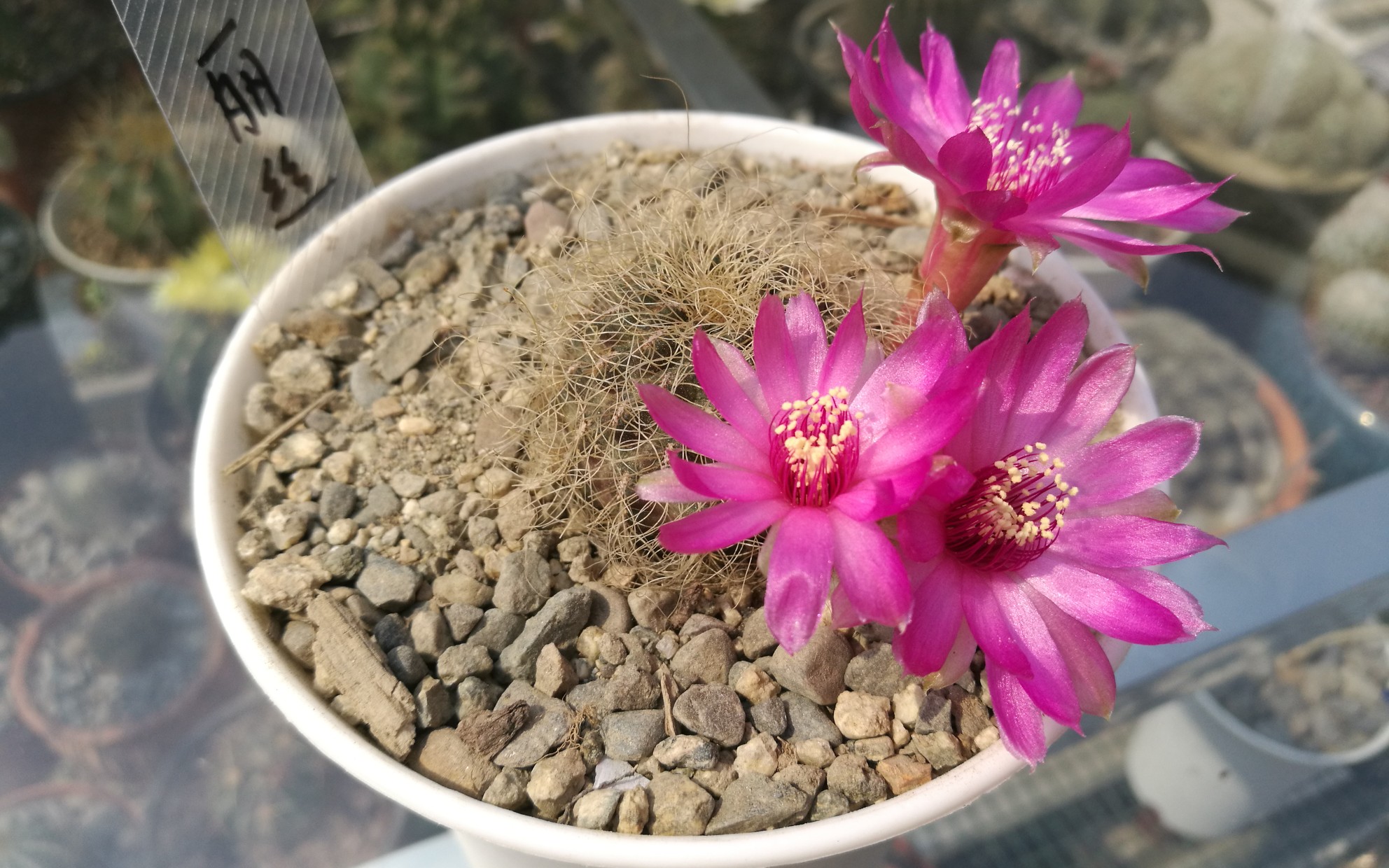 大猫多肉:仙人球圣丽丝